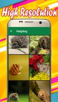 Hedgehog Wallpapers capture d'écran 1