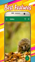 Hedgehog Wallpapers 截圖 2