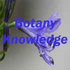 Botany ícone