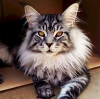 Cat Haircut Models syot layar 3