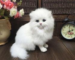 Cat Haircut Models penulis hantaran