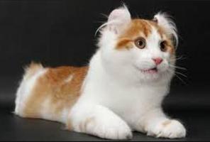 Cat Haircut Models syot layar 1