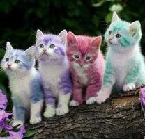 Cat Haircut Models syot layar 2
