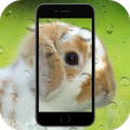 Bunny Live Wallpaper