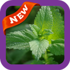 آیکون‌ Herb Wallpaper