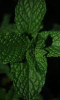 پوستر Herb Wallpaper