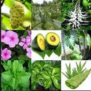 Herbal Plants APK
