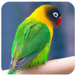 Master lovebird juara