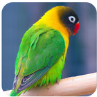 Master lovebird juara アイコン