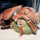 15 hewan aneh di dunia