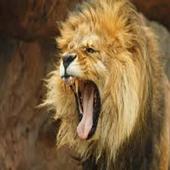 Hewan Buas For Android Apk Download