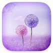 Purple Dandelion - One Sms, Free, Personalize