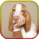 Funny Dog Pictures APK
