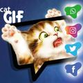 CAT GIF - send & share in social networks