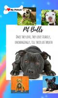 Baby Pitbull Dog Wallpapers - Puppy Background App poster