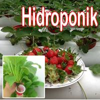 hydroponic plants poster
