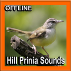 Bird Sounds Hill Prinia icône