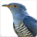 Himalayan Cuckoo Sounds : Himalayan Cuckoo Song APK