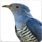 Himalayan Cuckoo Sounds : Himalayan Cuckoo Song icône