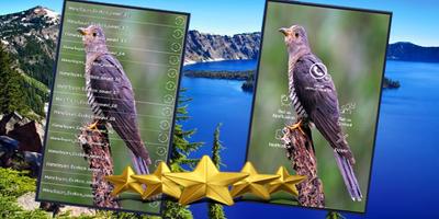 Himalayan Cuckoo Sounds : Himalayan Cuckoo Song screenshot 2