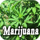A História da Cannabis APK