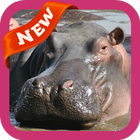 Hippo Wallpaper icono