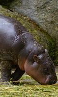 Hippo Wallpaper captura de pantalla 3