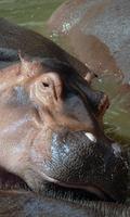 Hippo Wallpaper captura de pantalla 2