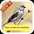 Canto de Fêmea pra Esquentar APK