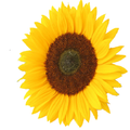 Flower Battery Indicator