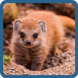 Угадай животное