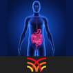 CT Abdomen