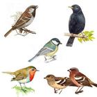 Lamacentrum - hlasy ptáků 图标