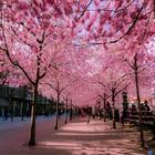 Cherryblossom Nauy3 أيقونة