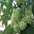 Suaflower Ger