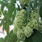 Suaflower Ger-icoon