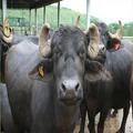 Buffalo Ger2
