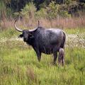 Buffalo Swe