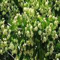 Suaflower Swe