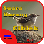 Suara Burung Ciblek Mp3