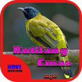 Suara Burung Kutilang Emas