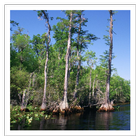 Marshes & Swamps - Wallpapers icono