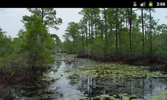 Marshes & Swamps - Wallpapers ポスター