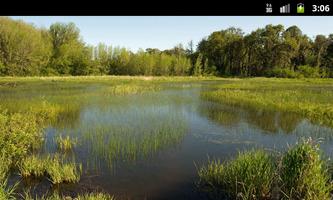 Marshes & Swamps - Wallpapers ảnh chụp màn hình 2