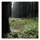 Forests - Wallpapers ikona