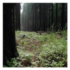 Forests - Wallpapers-icoon