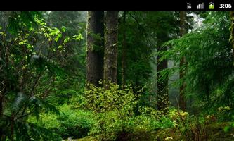 Forests - Wallpapers plakat