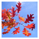 Autumn - Wallpaper Collection APK