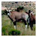 Antelopes - Wallpapers APK