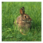 Bunny Rabbits - Live Wallpaper آئیکن